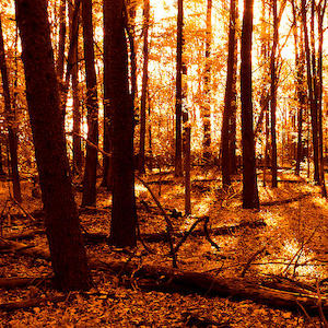 Warm Woods