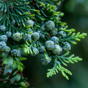 Cypress Ore
