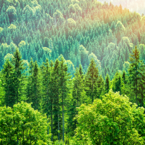 Evergreen Cashmere